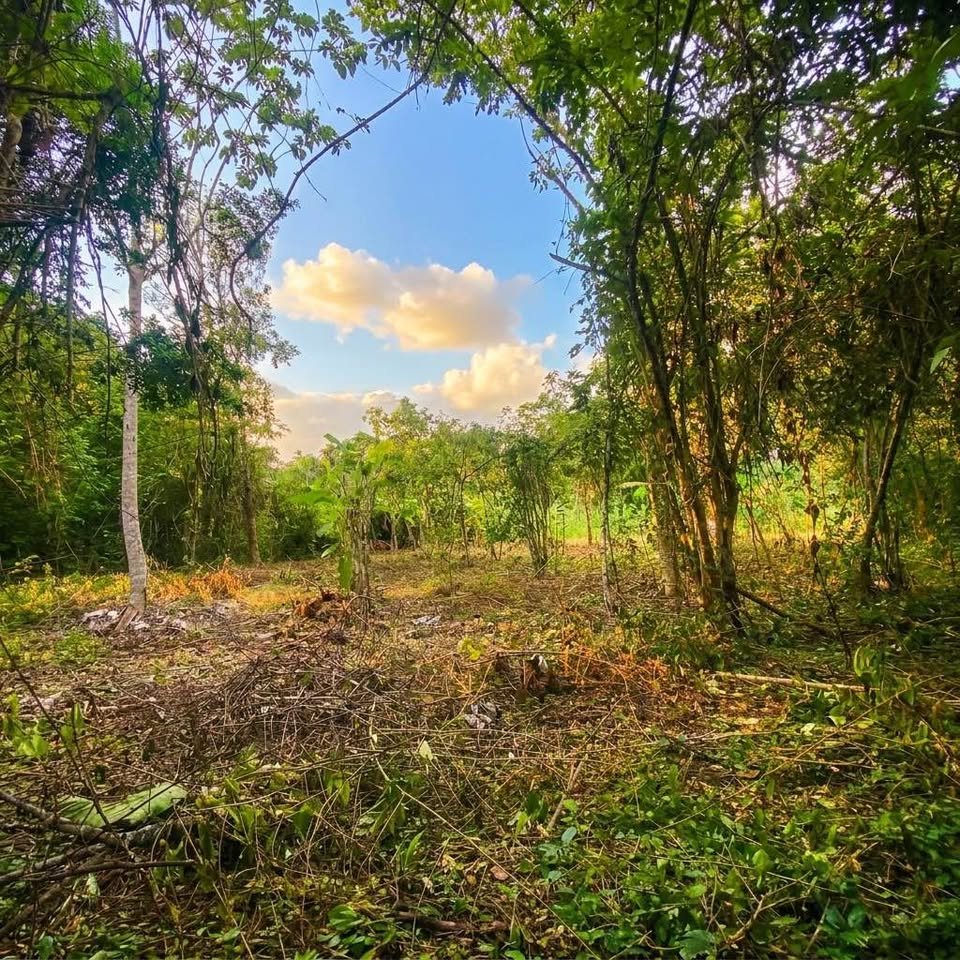 Chacra en La Banda de Shilcayo, San Martín — foto 3
