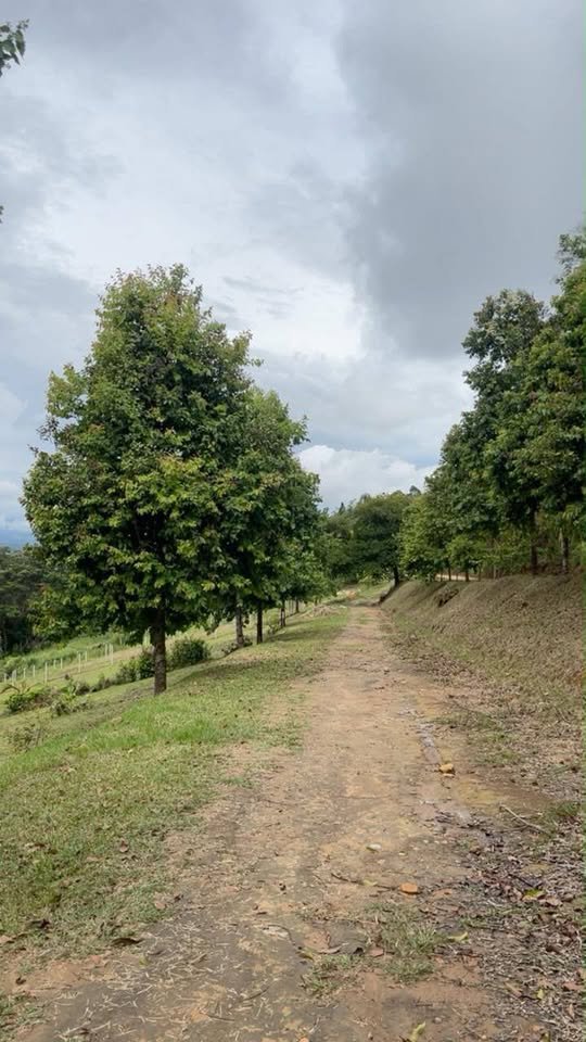 Lote en Tarapoto, San Martín — foto 6