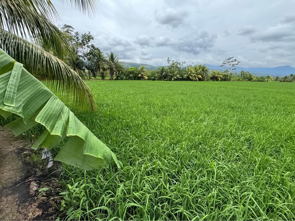 Terreno en Tarapoto, San Martín — foto 2