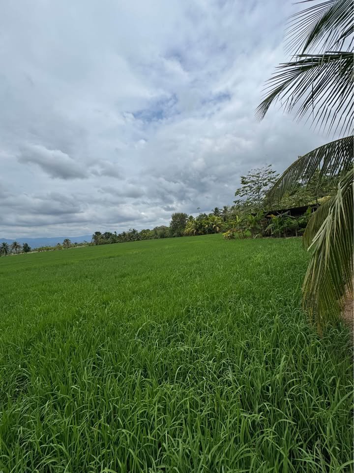 Terreno en Tarapoto, San Martín — foto 5
