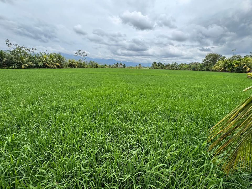 Terreno en Tarapoto, San Martín — foto 6