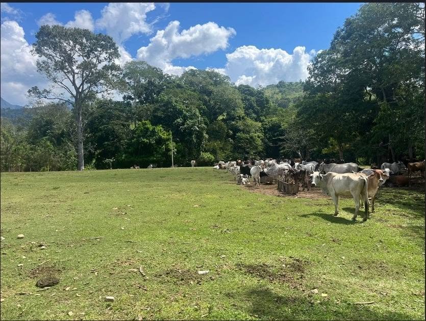 Chacra en San José de Sisa, San Martín — foto 6