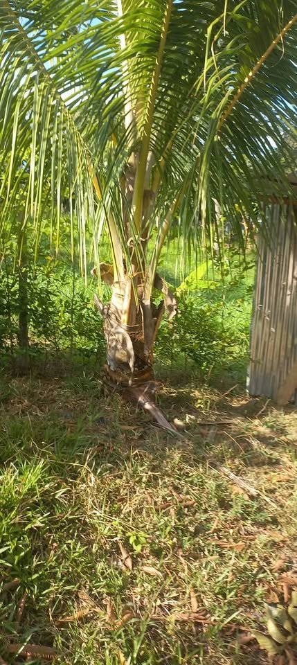 Lote en Lamas, San Martín — foto 3