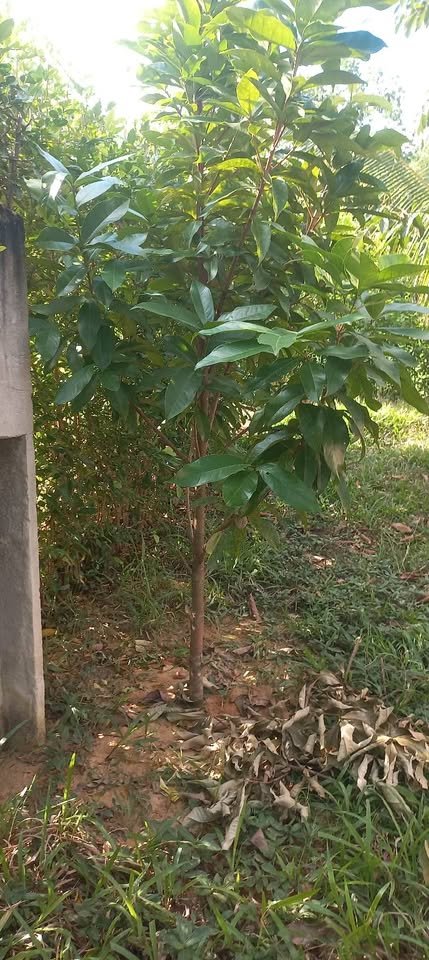 Lote en Lamas, San Martín — foto 4