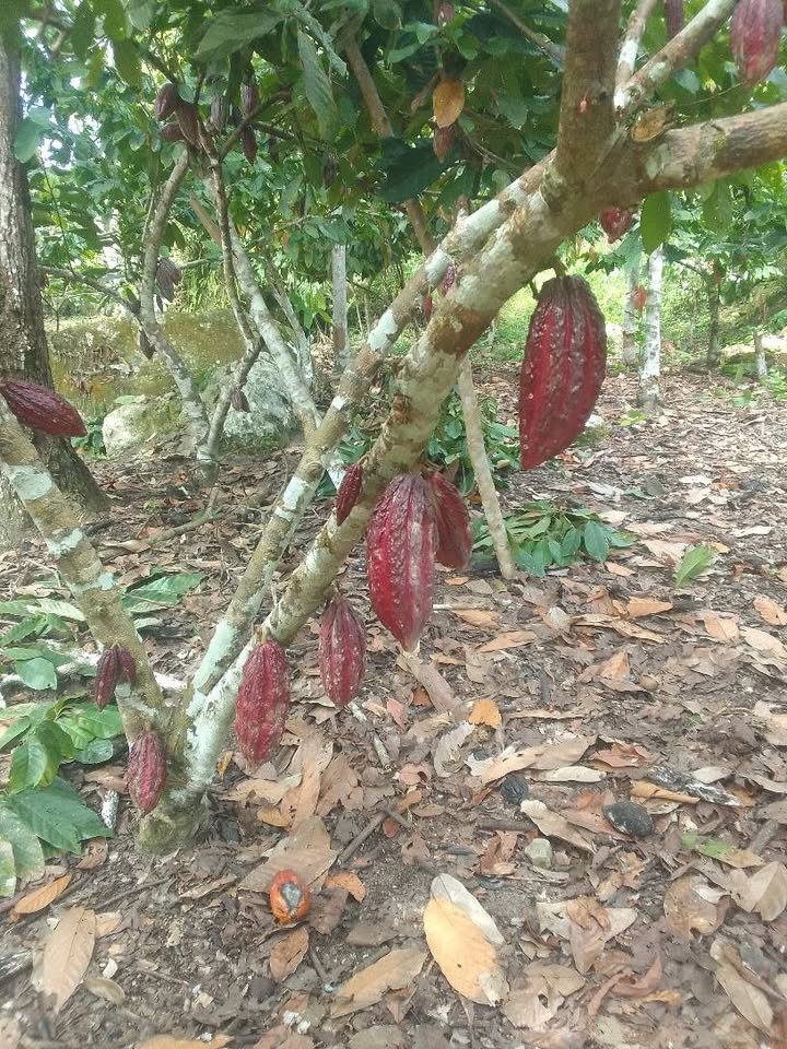 Chacra en Moyobamba, San Martín — foto 2