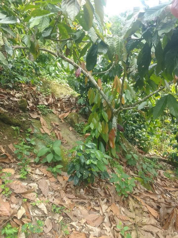Chacra en Moyobamba, San Martín — foto 3