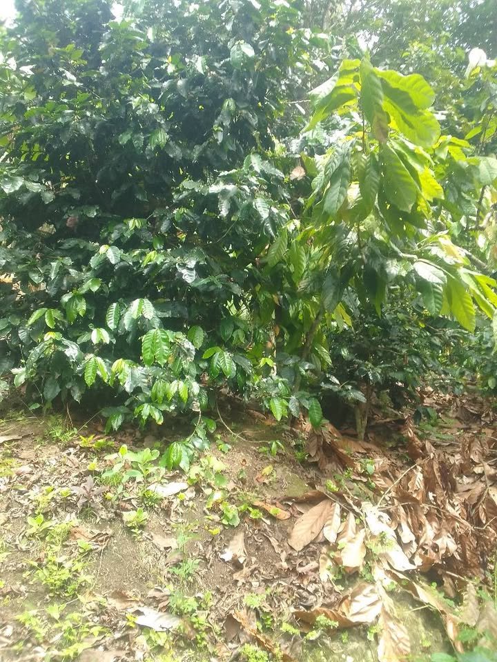 Chacra en Moyobamba, San Martín — foto 5