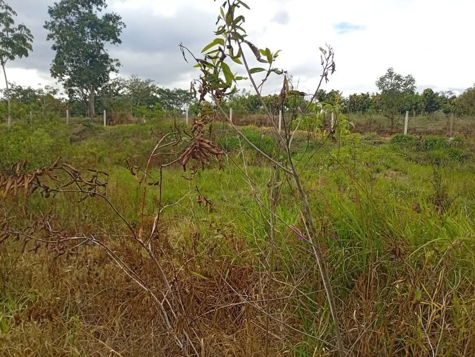 Terreno en Moyobamba, San Martín — foto 2