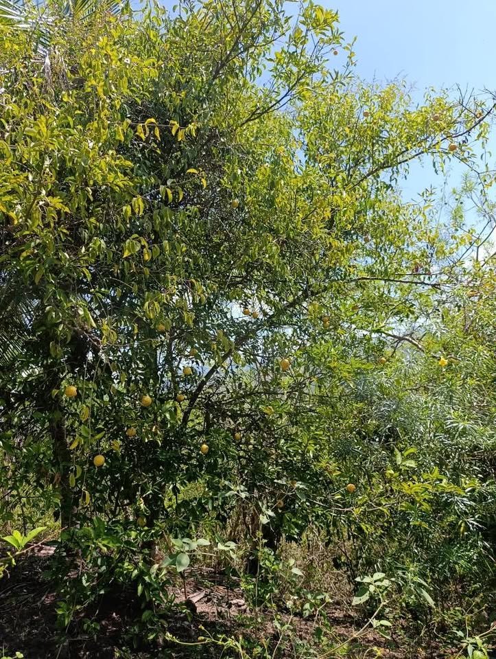 Terreno en La Banda de Shilcayo, San Martín — foto 6