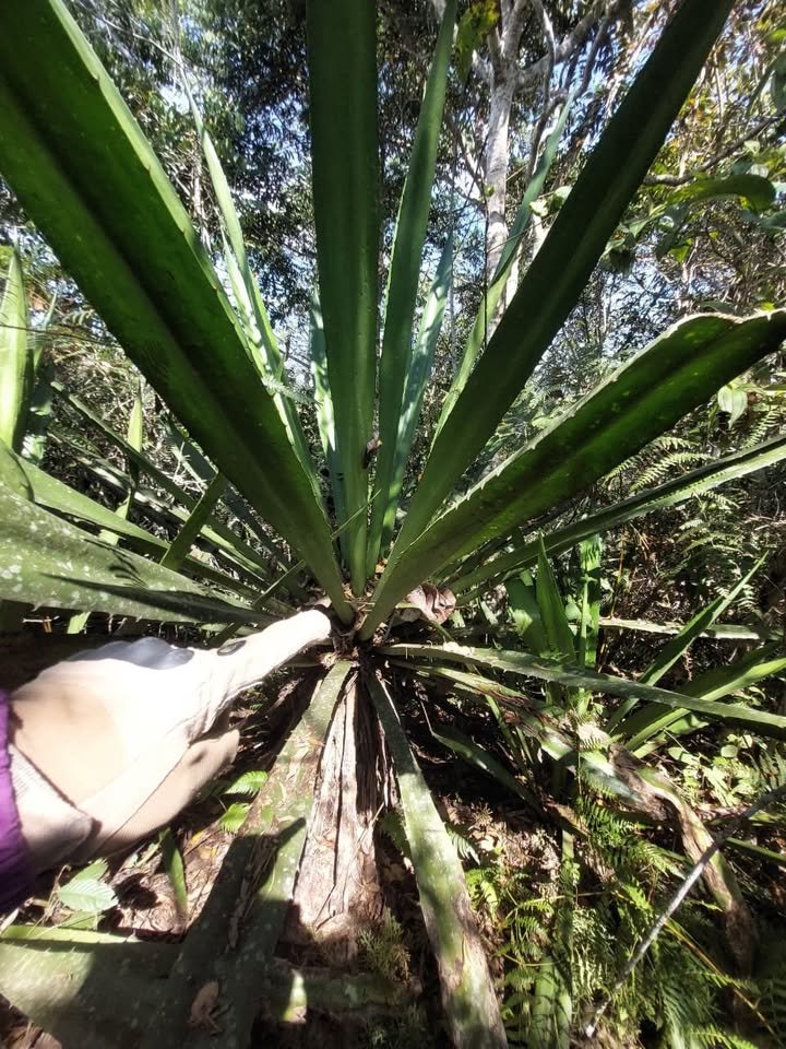 Chacra en Moyobamba, San Martín — foto 5