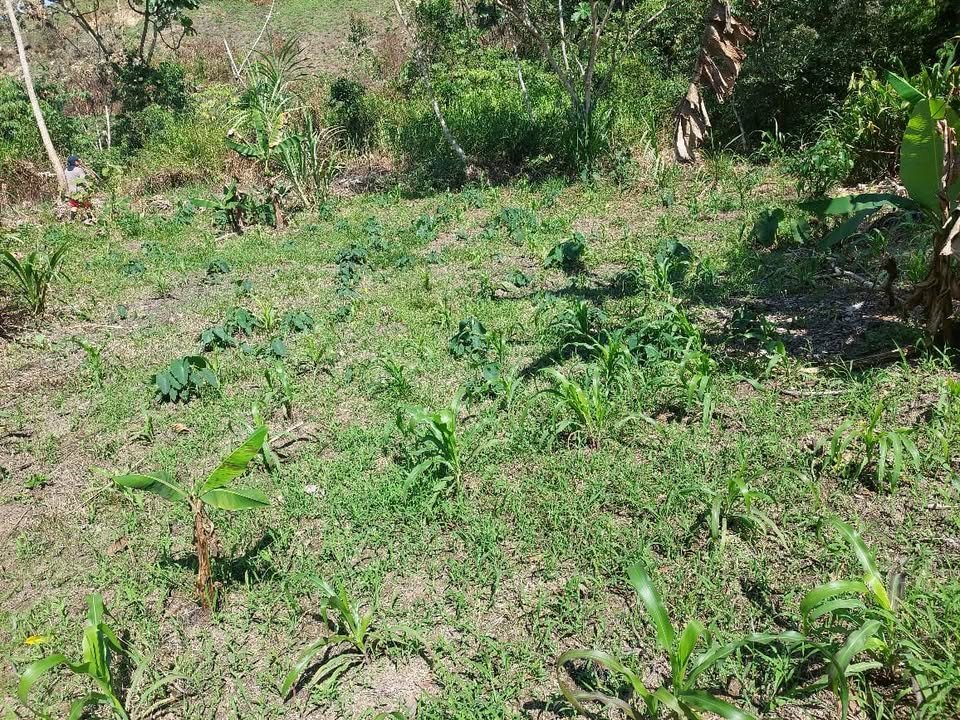Chacra en Moyobamba, San Martín — foto 6