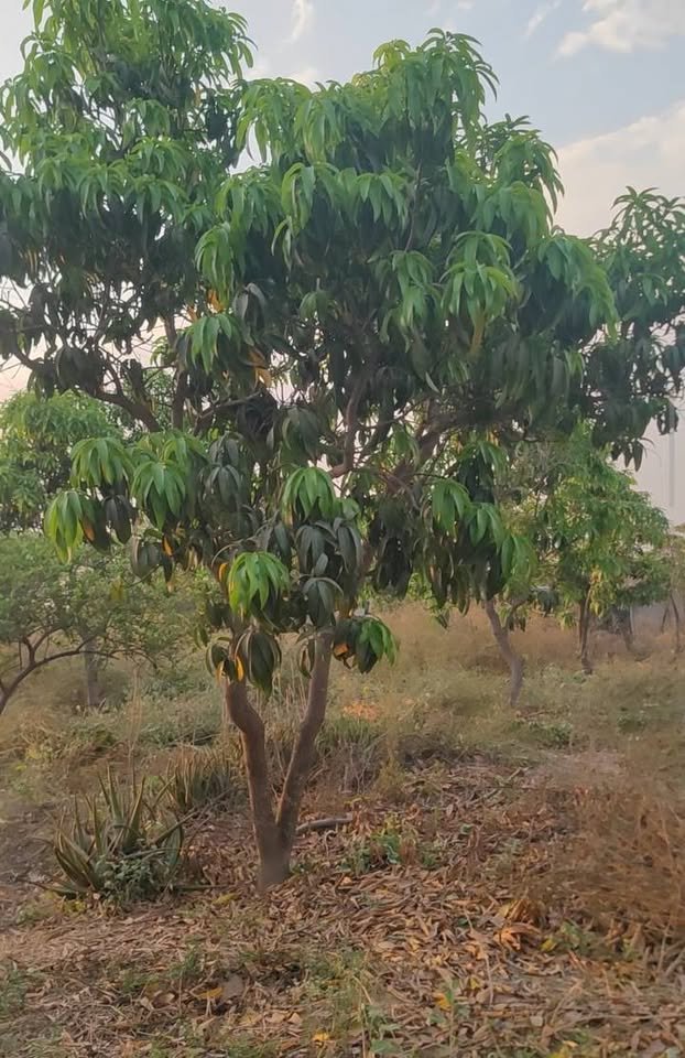 Lote en Motupe, Lambayeque — foto 6