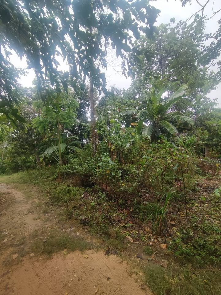Terreno en Lamas, San Martín — foto 3