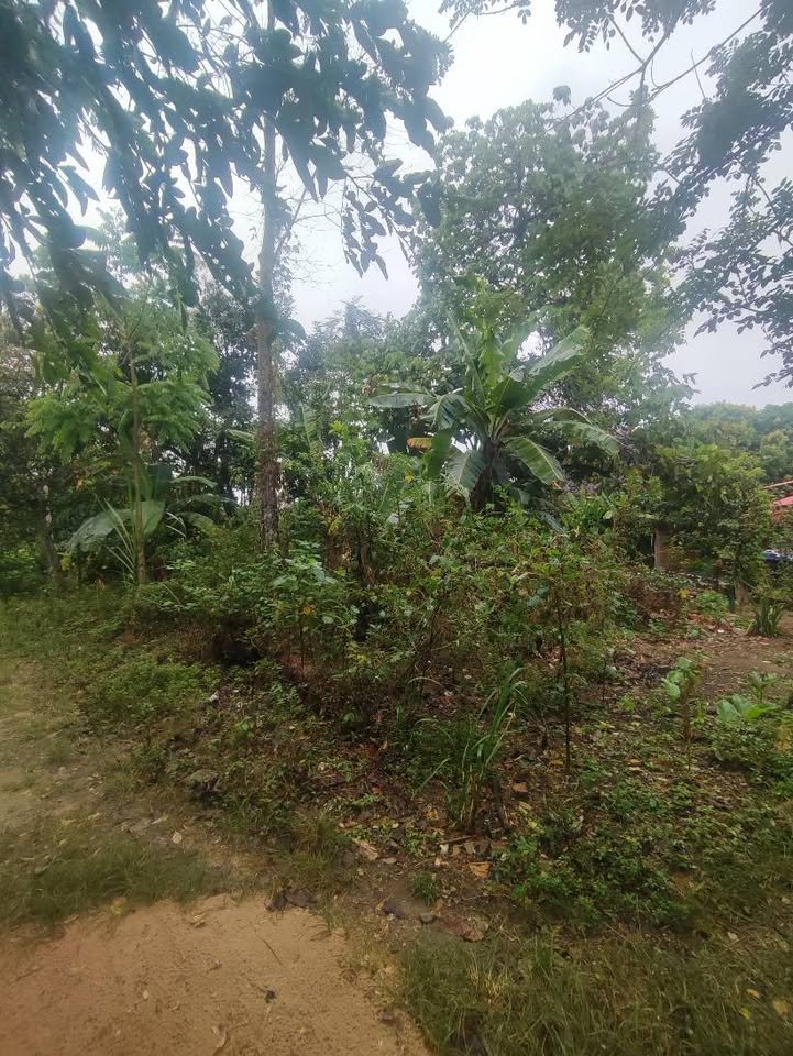 Terreno en Lamas, San Martín — foto 6