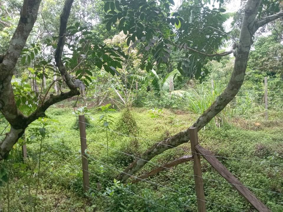 Lote en Tarapoto, San Martín — foto 3