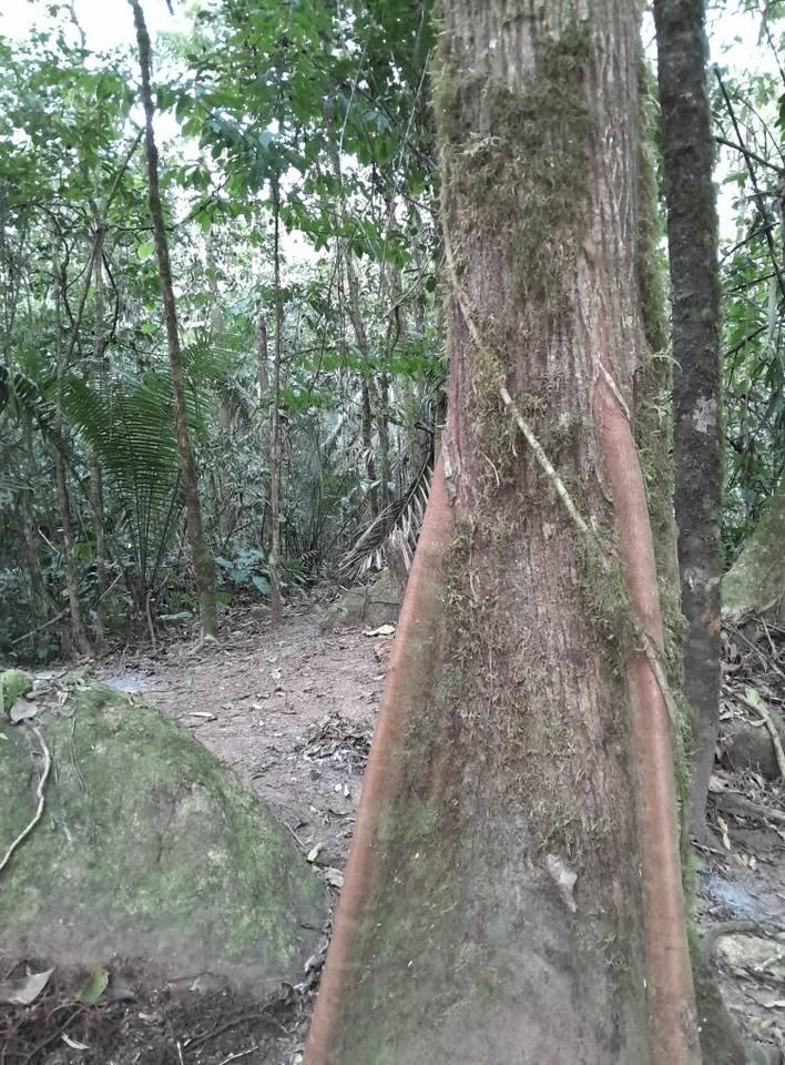 Terreno en Tarapoto, San Martín — foto 3
