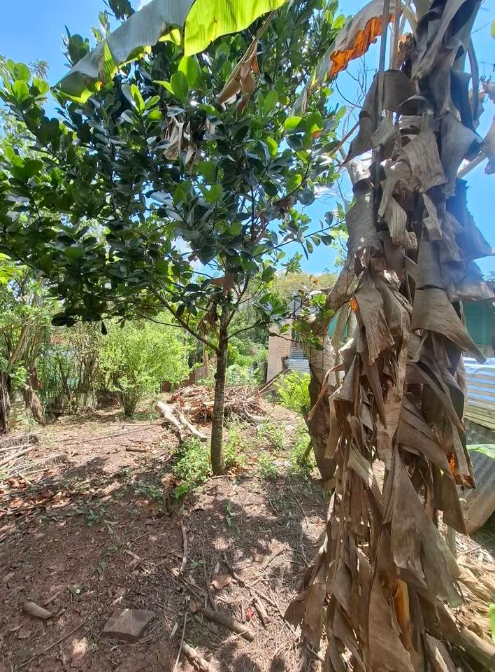 Chacra en Tarapoto, San Martín — foto 6