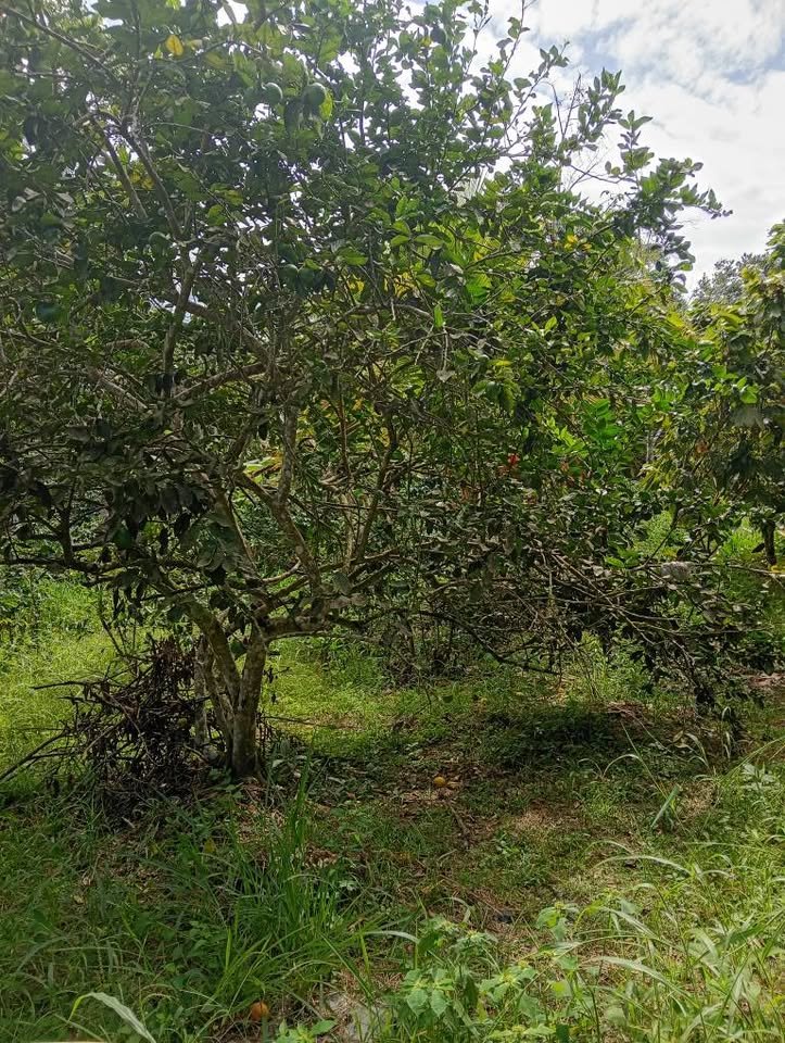 Chacra en Moyobamba, San Martín — foto 5