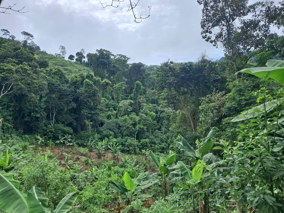 Chacra en San José de Sisa, San Martín — foto 3