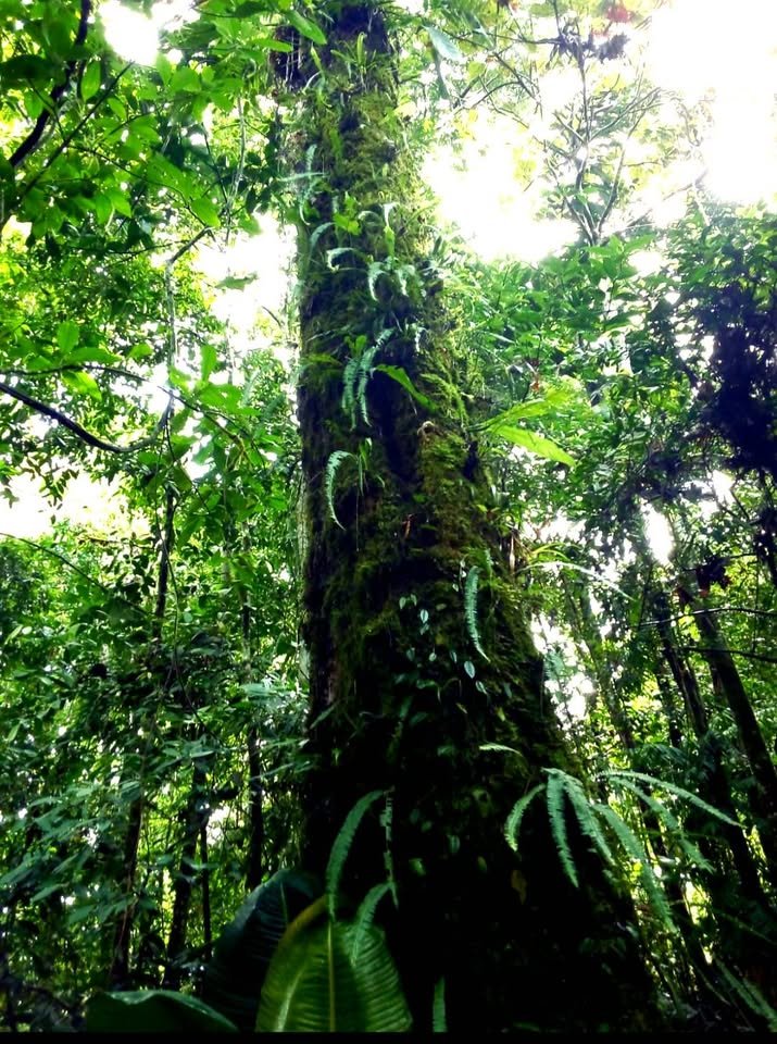 Terreno en Tarapoto, San Martín — foto 6