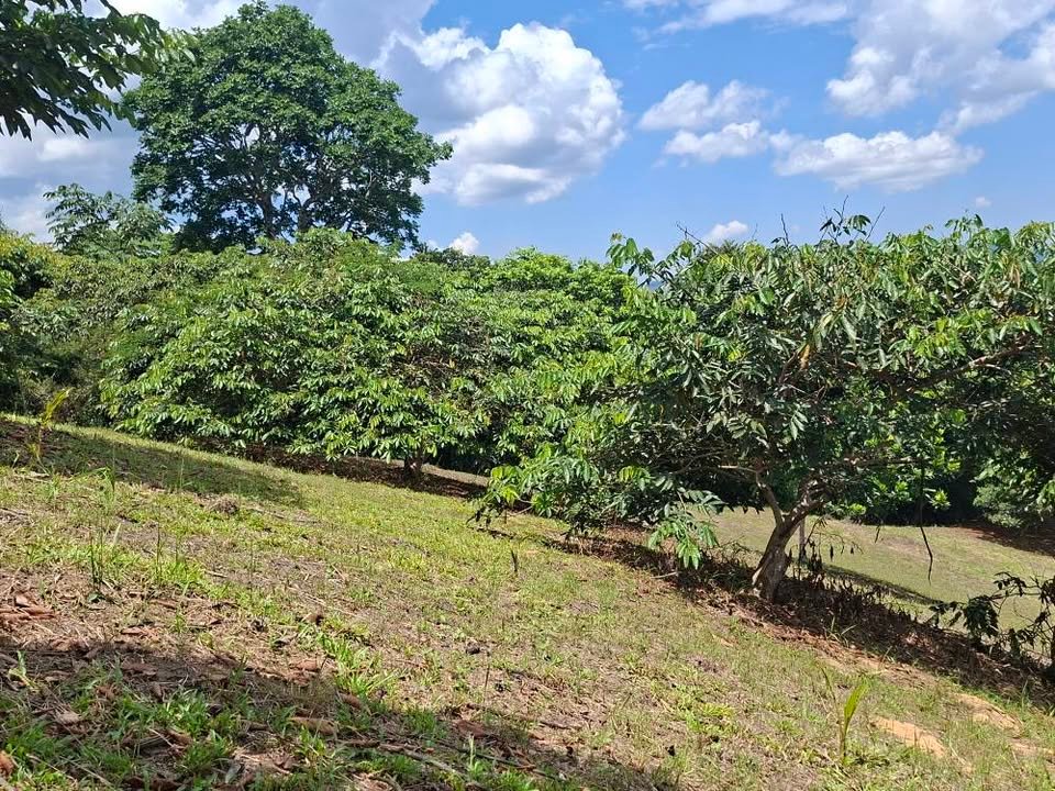 Lote en La Banda de Shilcayo, San Martín — foto 4
