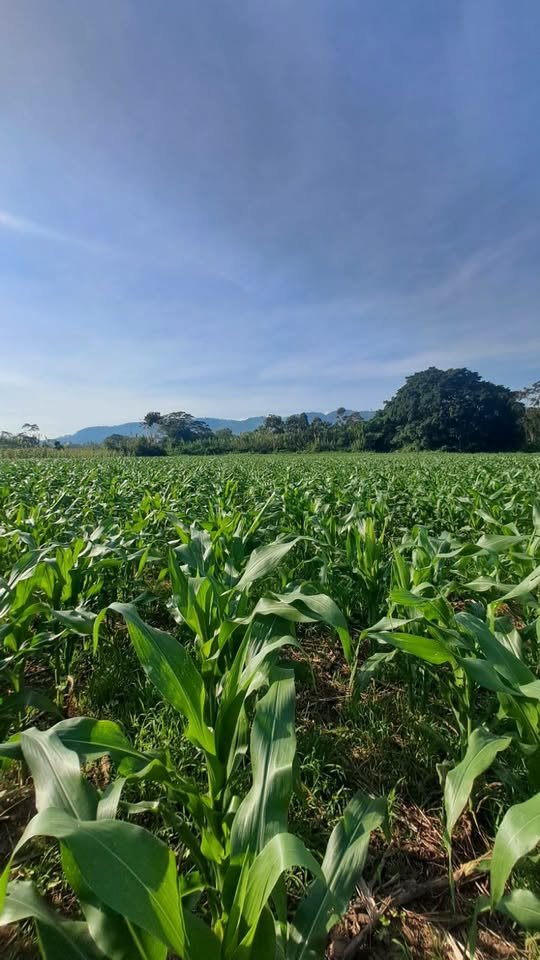 Chacra en Moyobamba, San Martín — foto 5