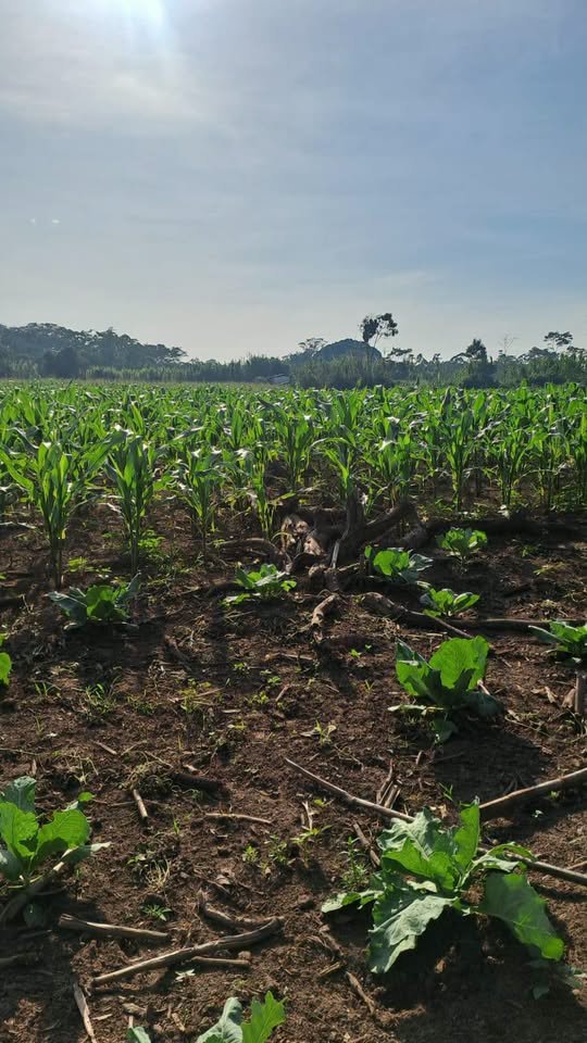 Chacra en Moyobamba, San Martín — foto 6
