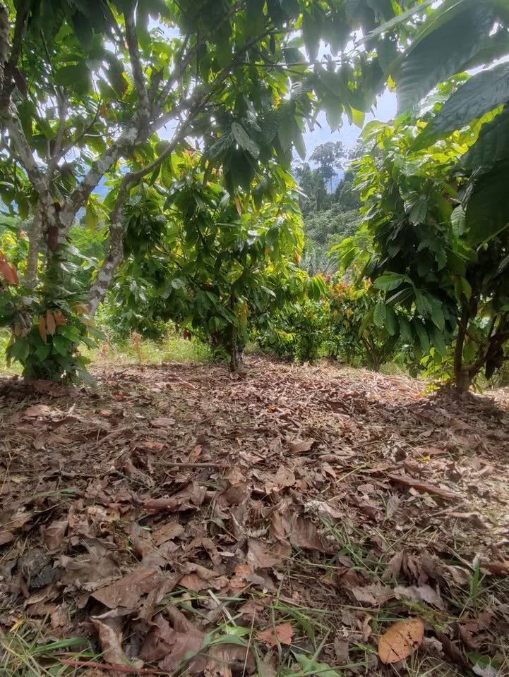 Chacra en Moyobamba, San Martín — foto 4