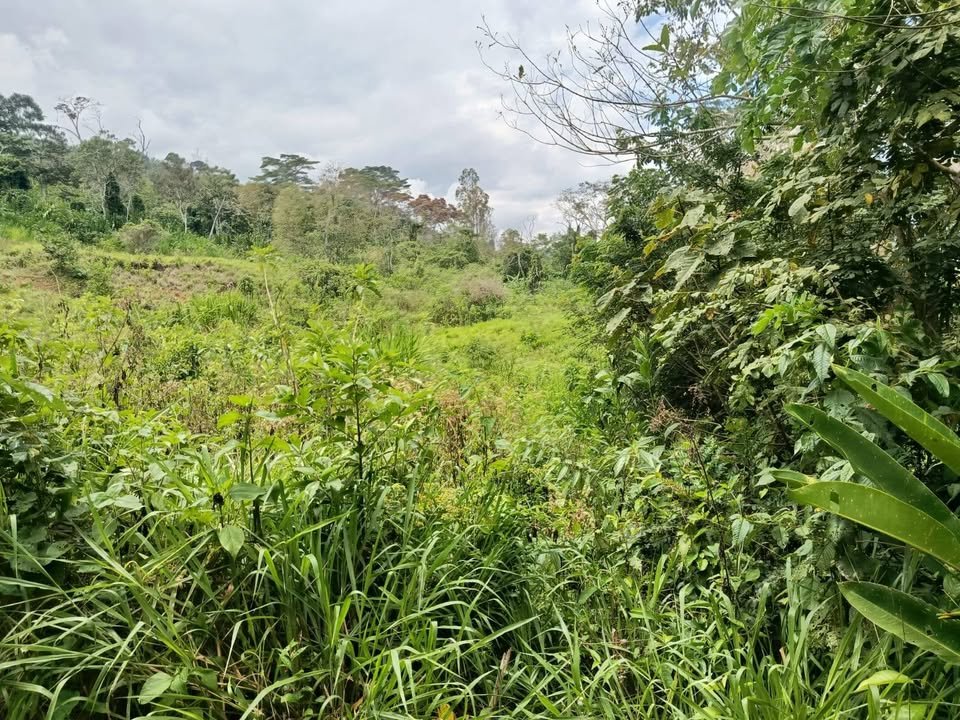 Terreno en Moyobamba, San Martín — foto 3