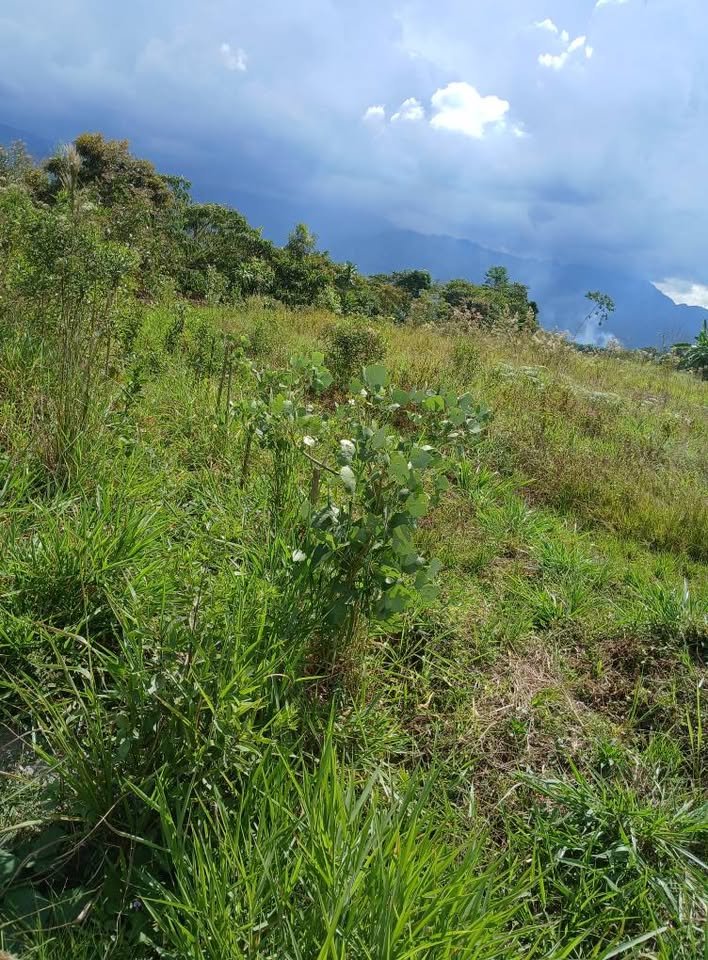 Terreno en Rioja, San Martín — foto 5