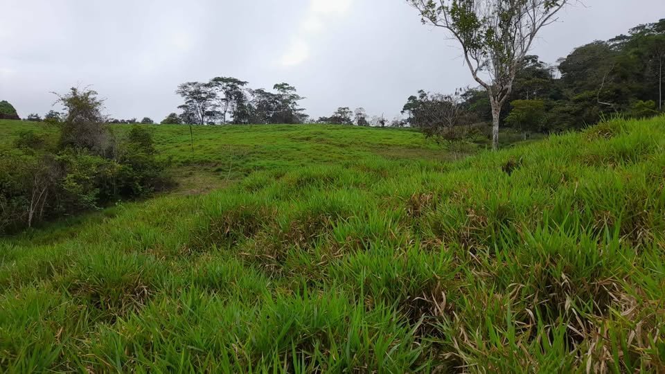 Finca / fundo en Moyobamba, San Martín — foto 4